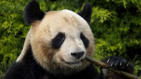 Découvrez les Joies du Casino Golden Panda en Ligne en France